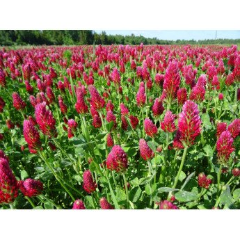 Purpuriniai dobilai KARDINAL 1 kg