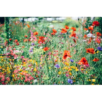 Žydinčių augalų mišinys FP4 1 kg