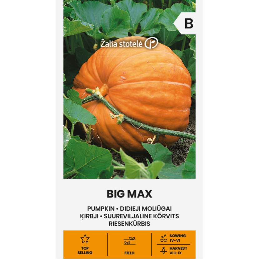 MOLIŪGAI BIG MAX MOLIŪGAI BIG MAX