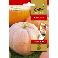 MOLIŪGAI PACIFIC GIANT