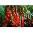 PAPRIKA VIENAMETĖ LOMBARDO PAPRIKA VIENAMETĖ LOMBARDO