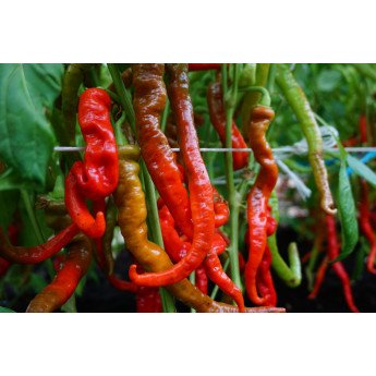 PAPRIKA VIENAMETĖ LOMBARDO