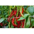 PAPRIKA VIENAMETĖ LOMBARDO PAPRIKA VIENAMETĖ LOMBARDO