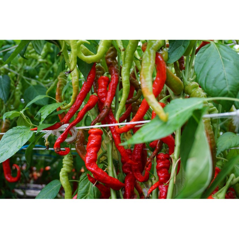 PAPRIKA VIENAMETĖ LOMBARDO PAPRIKA VIENAMETĖ LOMBARDO