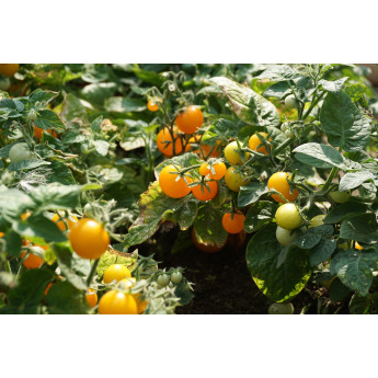 VALGOMIEJI POMIDORAI VENUS