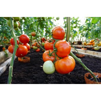 POMIDORAI VALGOMIEJI BELLFORT H