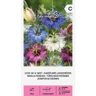 DARŽELINĖS JUODGRŪDĖS