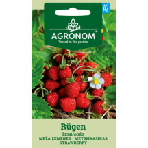 Žemuogės