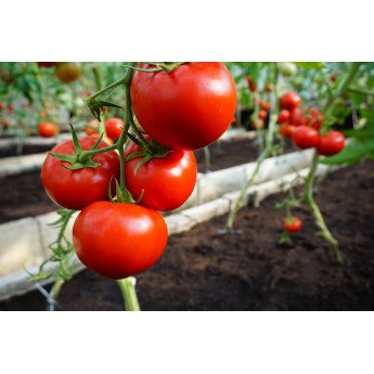 POMIDORAI VALGOMIEJI MAHITOS H