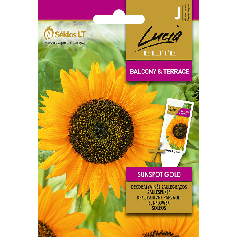 SAULĖGRĄŽOS DEKORATYVINĖS SUNSPOT GOLD SAULĖGRĄŽOS DEKORATYVINĖS SUNSPOT GOLD