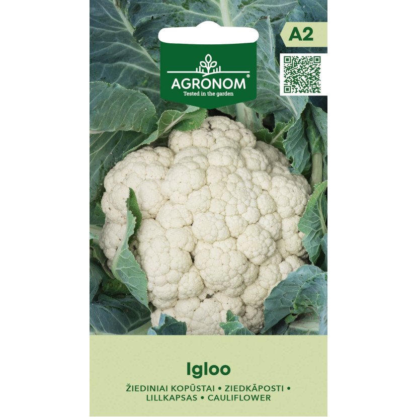KOPŪSTAI ŽIEDINIAI IGLOO KOPŪSTAI ŽIEDINIAI IGLOO