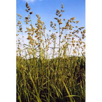 PAPRASTOSIOS ŠUNAŽOLĖS AMBA C, 15kg PAPRASTOSIOS ŠUNAŽOLĖS AMBA C, 15kg