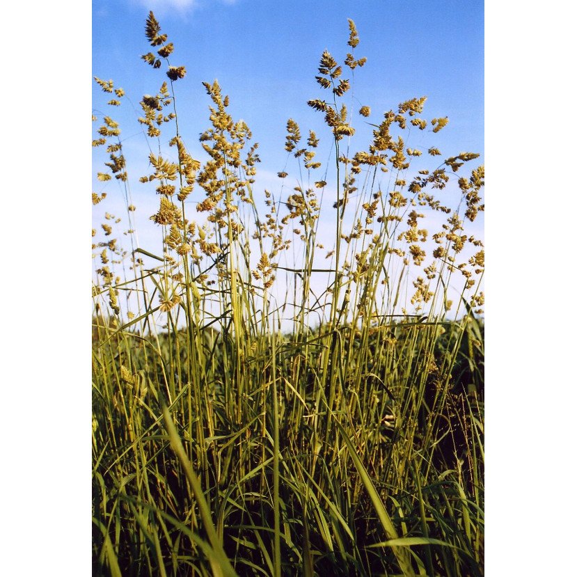 PAPRASTOSIOS ŠUNAŽOLĖS AMBA C, 15kg