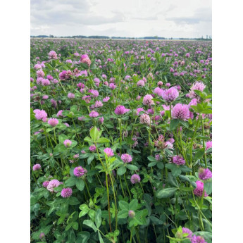 Raudonieji dobilai Arimaičiai C , 25kg