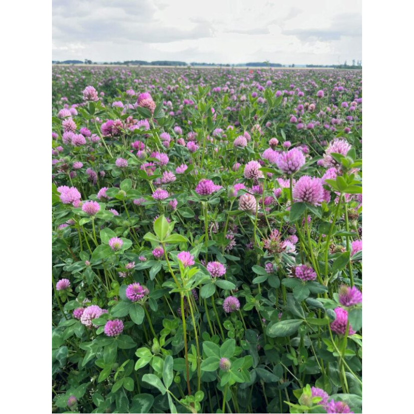 Raudonieji dobilai Arimaičiai  , 25kg