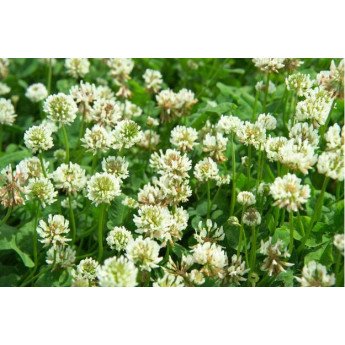 Baltieji dobilai RIVENDEL, 1kg