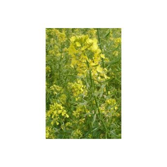 BALTOSIOS GARSTYČIOS BRACO C, 25 kg