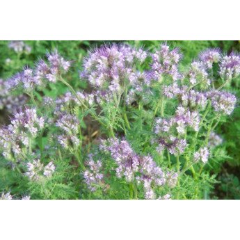 Facelijų sėklos STALA 0,5 kg,