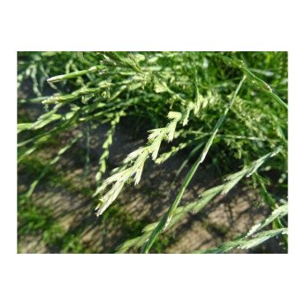 Daugiametė Svidrė MERKEM, 5 kg