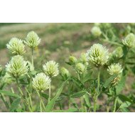 Egiptinis dobilas TIM C, 1 kg Egiptinis dobilas TIM C, 1 kg