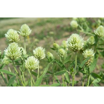 Egiptinis dobilas TABOR 1 kg