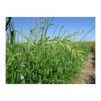 GAUSIAŽIEDĖS SVIDRĖS (VIENMETĖS) AUBADE C, 5kg