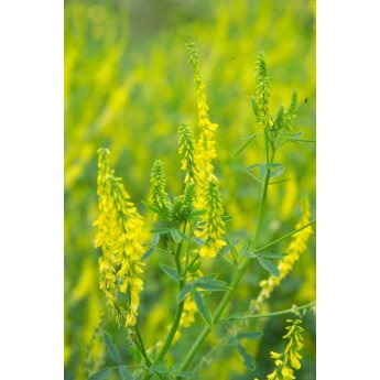 Geltonžiedis barkūnas CM , 1kg 