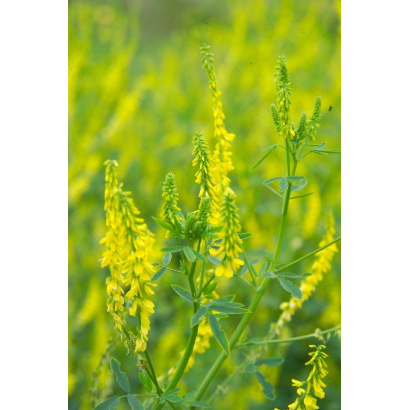 Geltonžiedis barkūnas