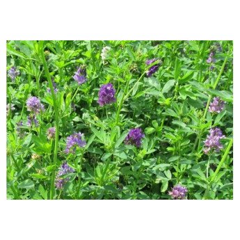 Mėlynžiedės liucernos ŽYDRŪNĖ 1 kg