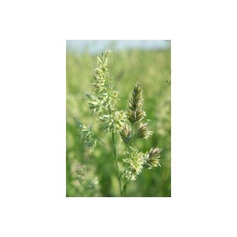 PAPRASTOSIOS ŠUNAŽOLĖS ALDEBARAN C, 5kg