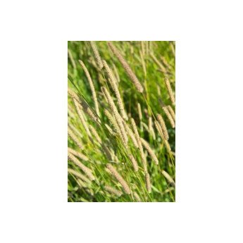 Pašariniai motiejukai JAUNIAI 5 kg