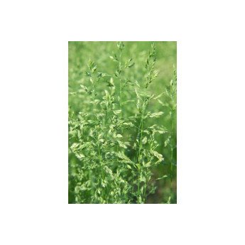 Pievinės miglės BALIN C , 500g