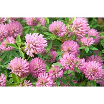 Raudonieji dobilai BONUS 1 kg