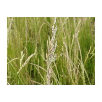 Raudonųjų eraičinų sėklos SMIRNA, 15 kg 