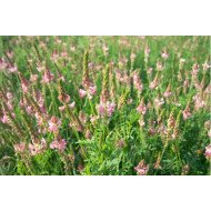 Sėjamieji esparcetai ZEUS C, 500 g