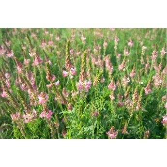 Sėjamieji esparcetai ZEUS C, 500 g