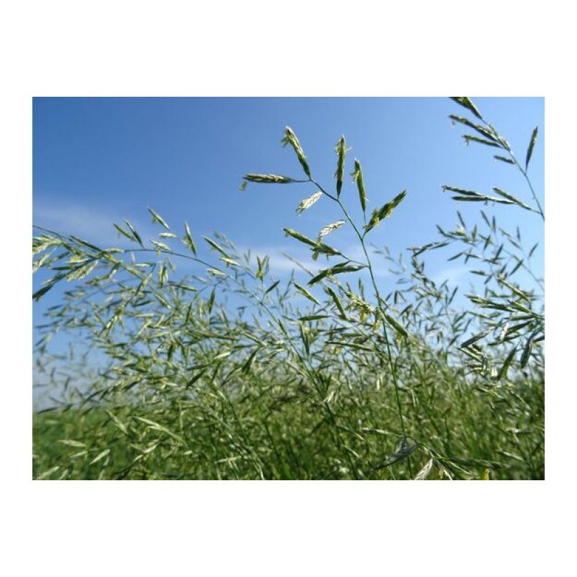 Tikrasis eraičinas ALANTA 1 kg Tikrasis eraičinas ALANTA 1 kg