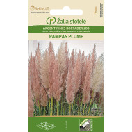 ARGENTININĖS KORTADERIJOS PAMPAS PLUME PINK