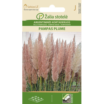 ARGENTININĖS KORTADERIJOS PAMPAS PLUME PINK