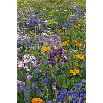 Žydinčių augalų mišinys FP1 1 kg